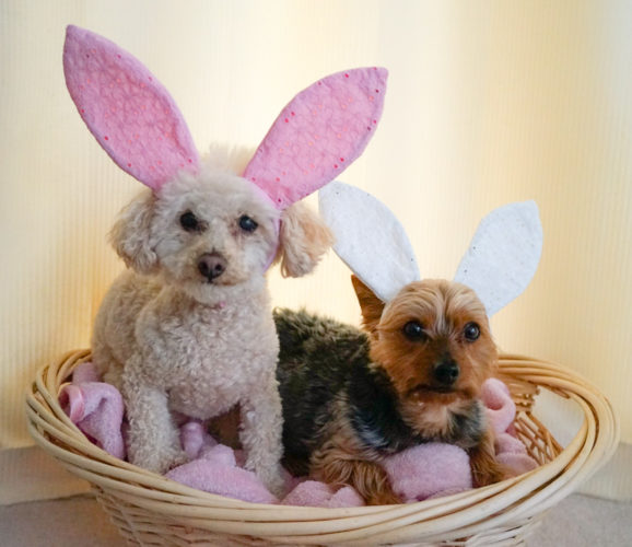 Bunny ears for dogs