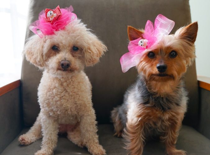 Fascinators for dogs
