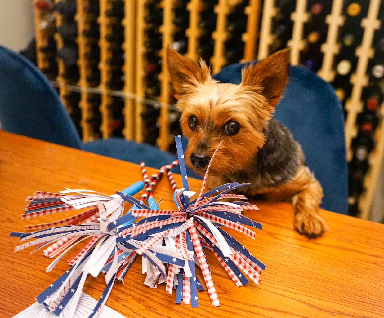 fourth of july dog bow tie